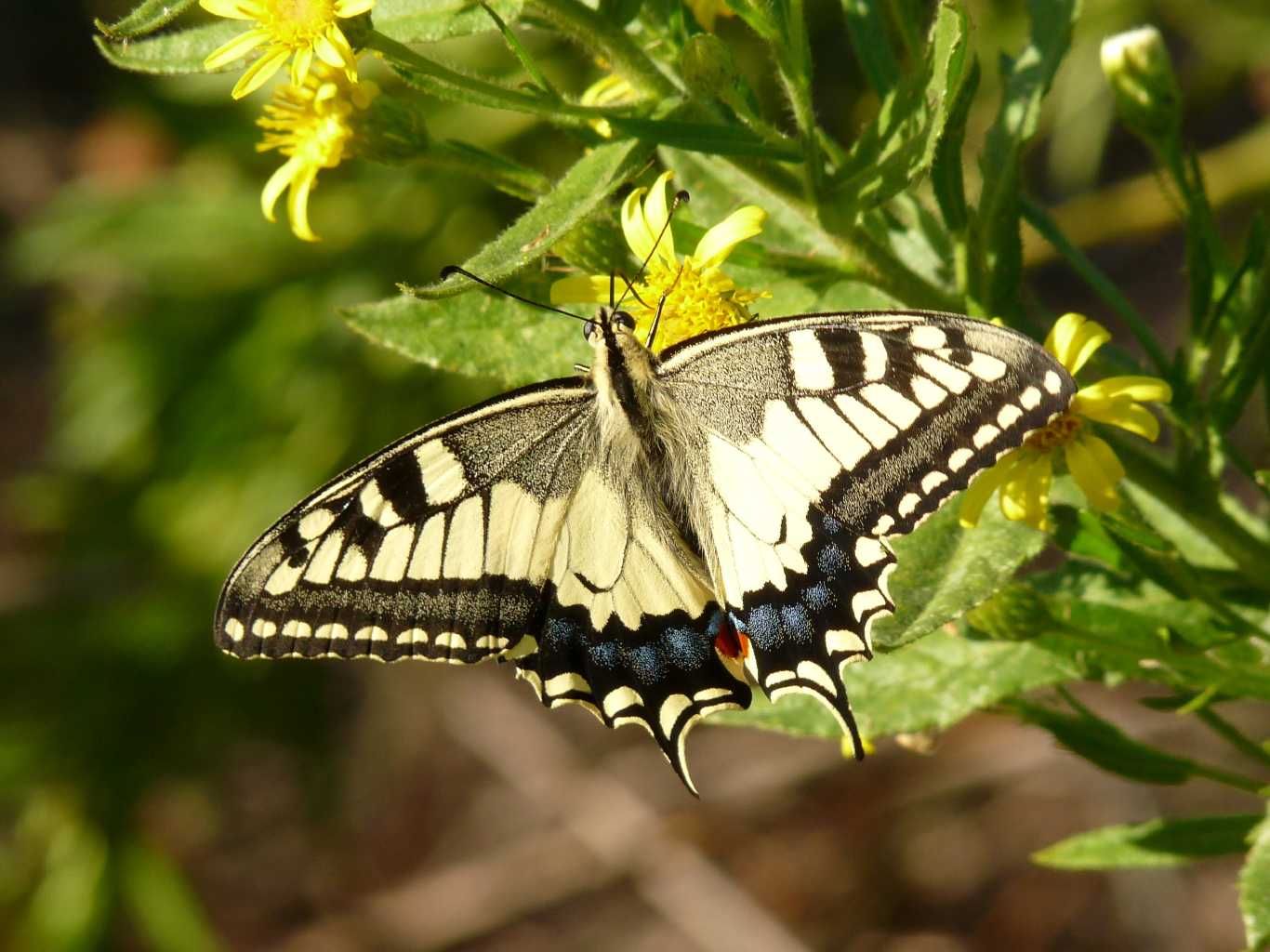 Papilio Machaon, the Queen